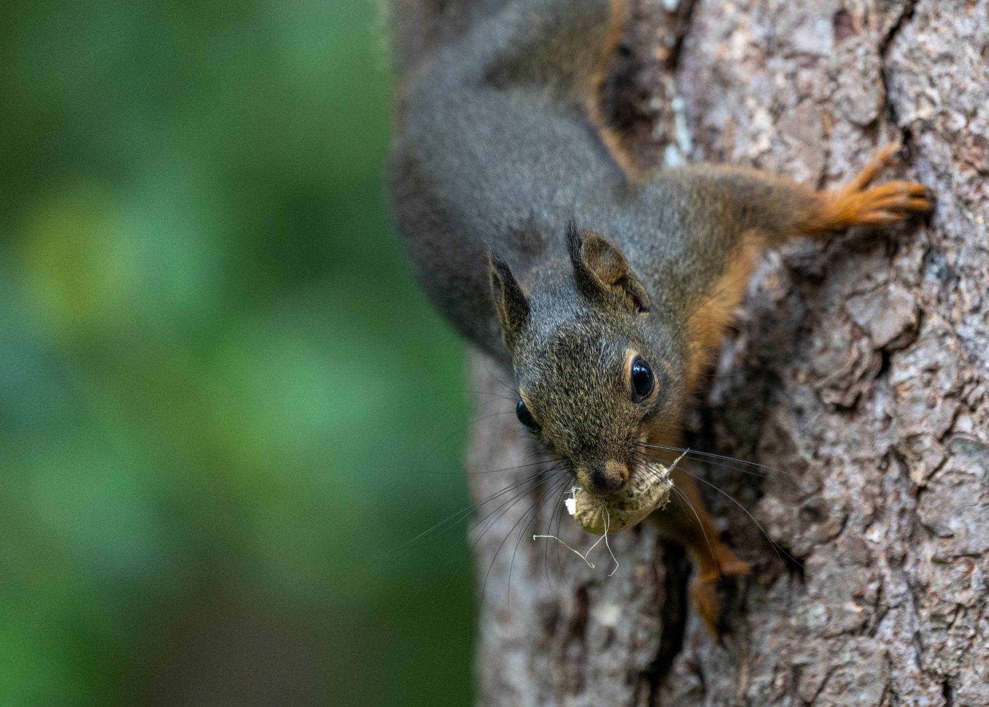 Douglas Squirrel
