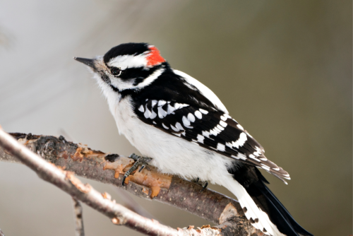 Downy Woodpecker