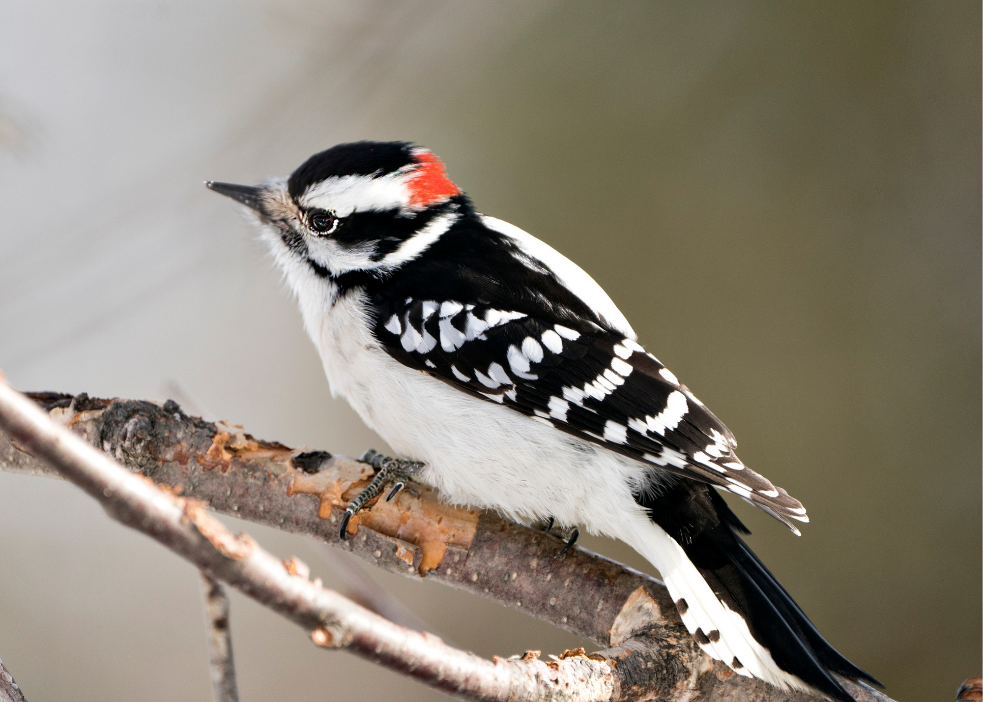 Downy Woodpecker
