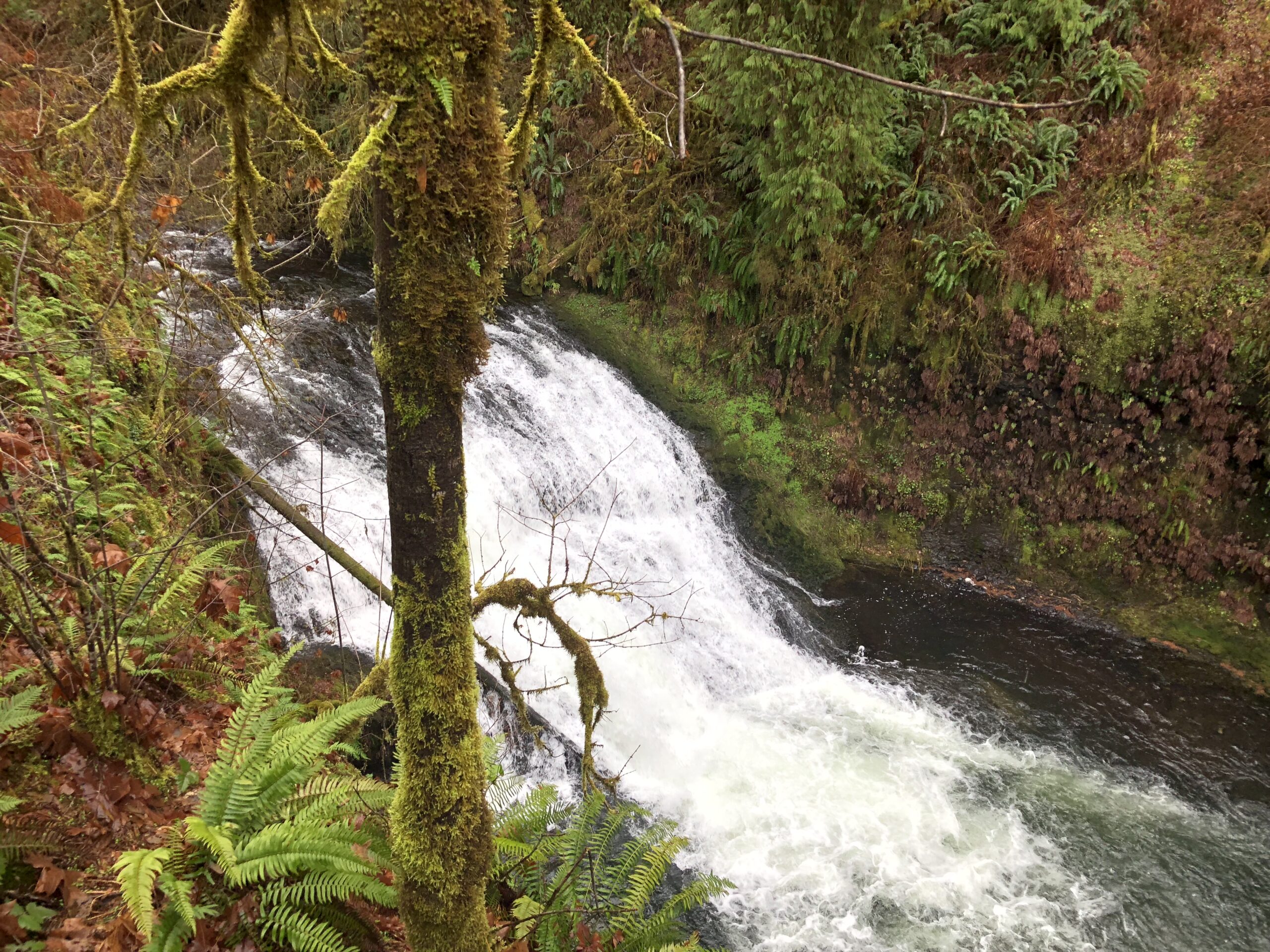 Two volunteers appear to be planting or restoring native vegetation on the grounds outside the South Falls Café at Silver Falls State Park