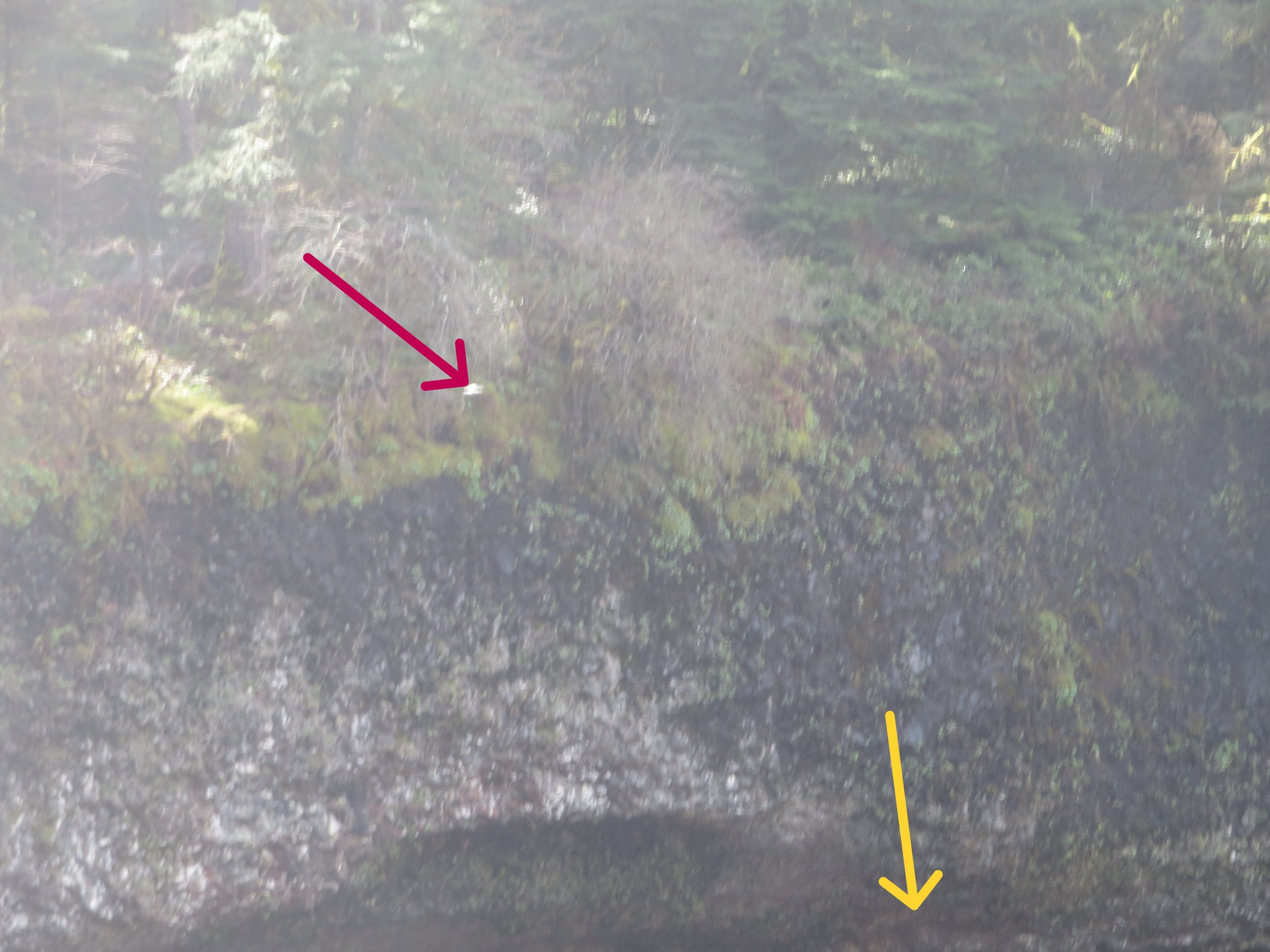 Drone flying near peregrine falcon nesting site