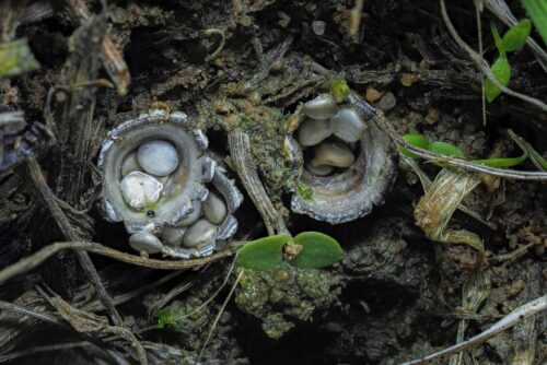 Dung Loving Bird's Nest