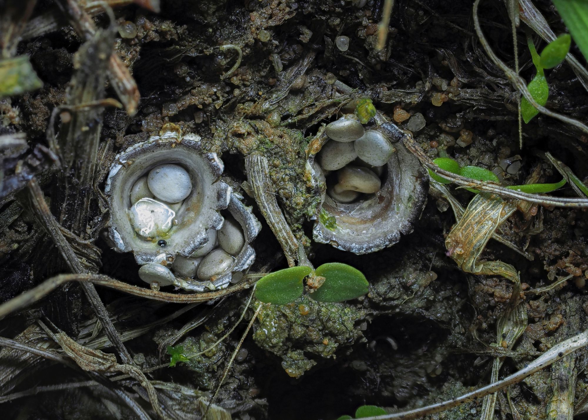 Dung Loving Bird’s Nest