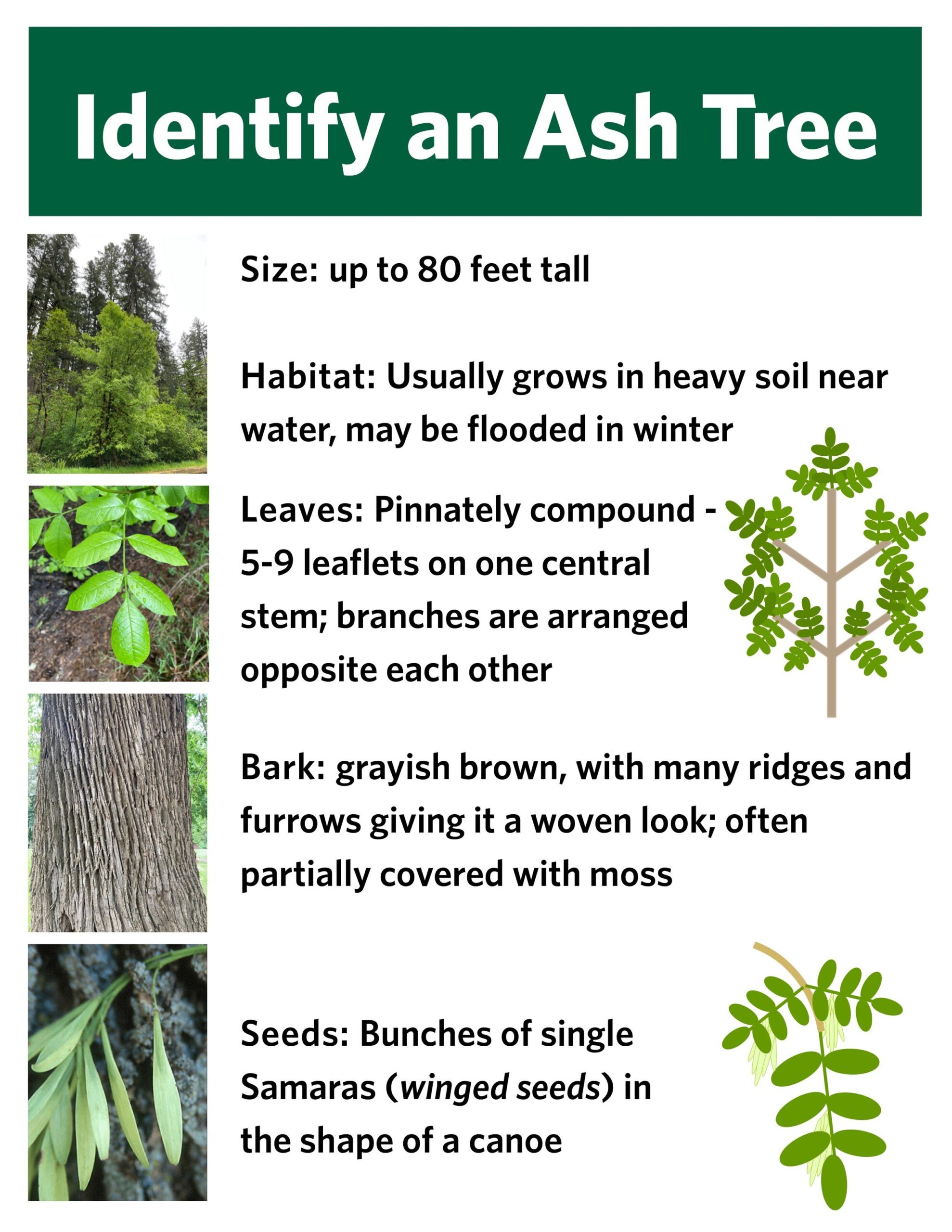 EAB information ash tree