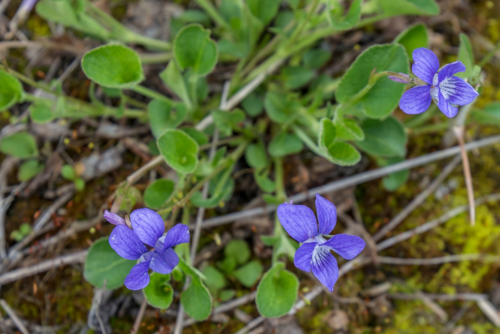 Early Blue Violet Early Blue Violet