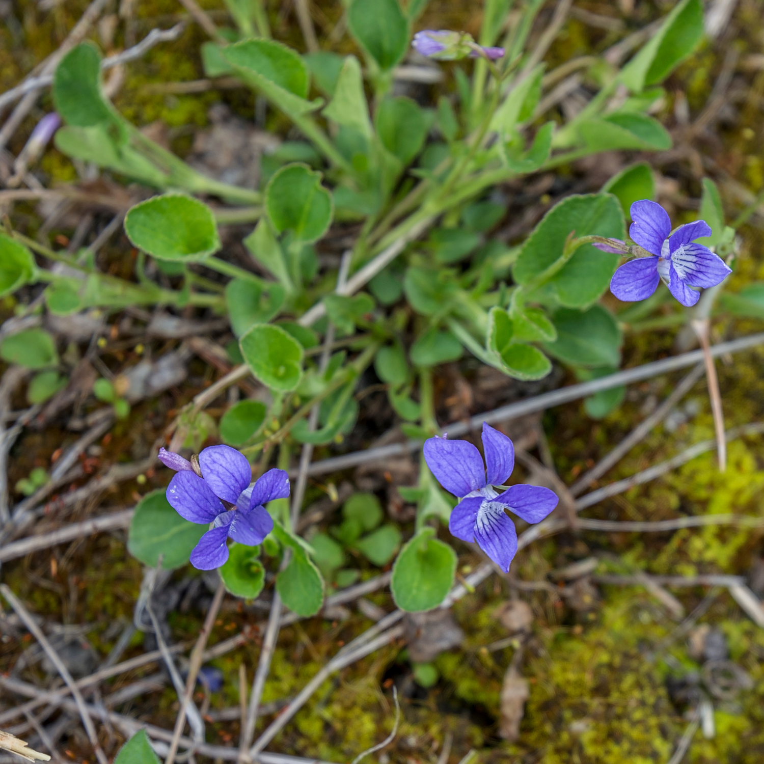 Early Blue Violet Early Blue Violet