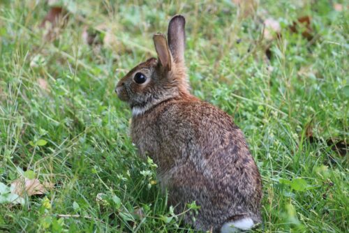 Eastern Cottontail