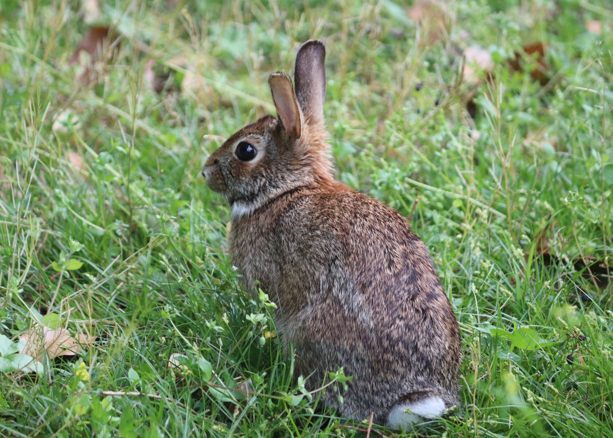 Eastern Cottontail