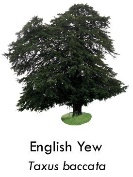 English yew