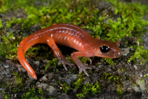 Ensatina Ensatina