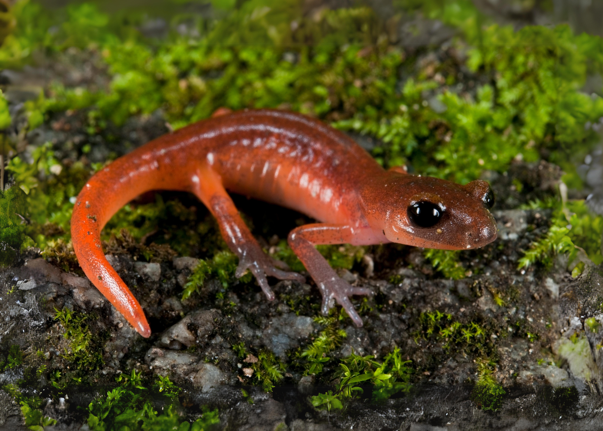 Ensatina