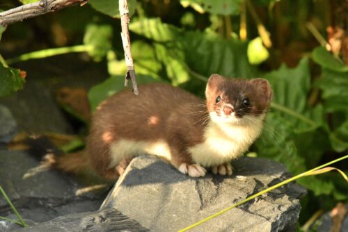 Ermine (Short-tailed weasel)