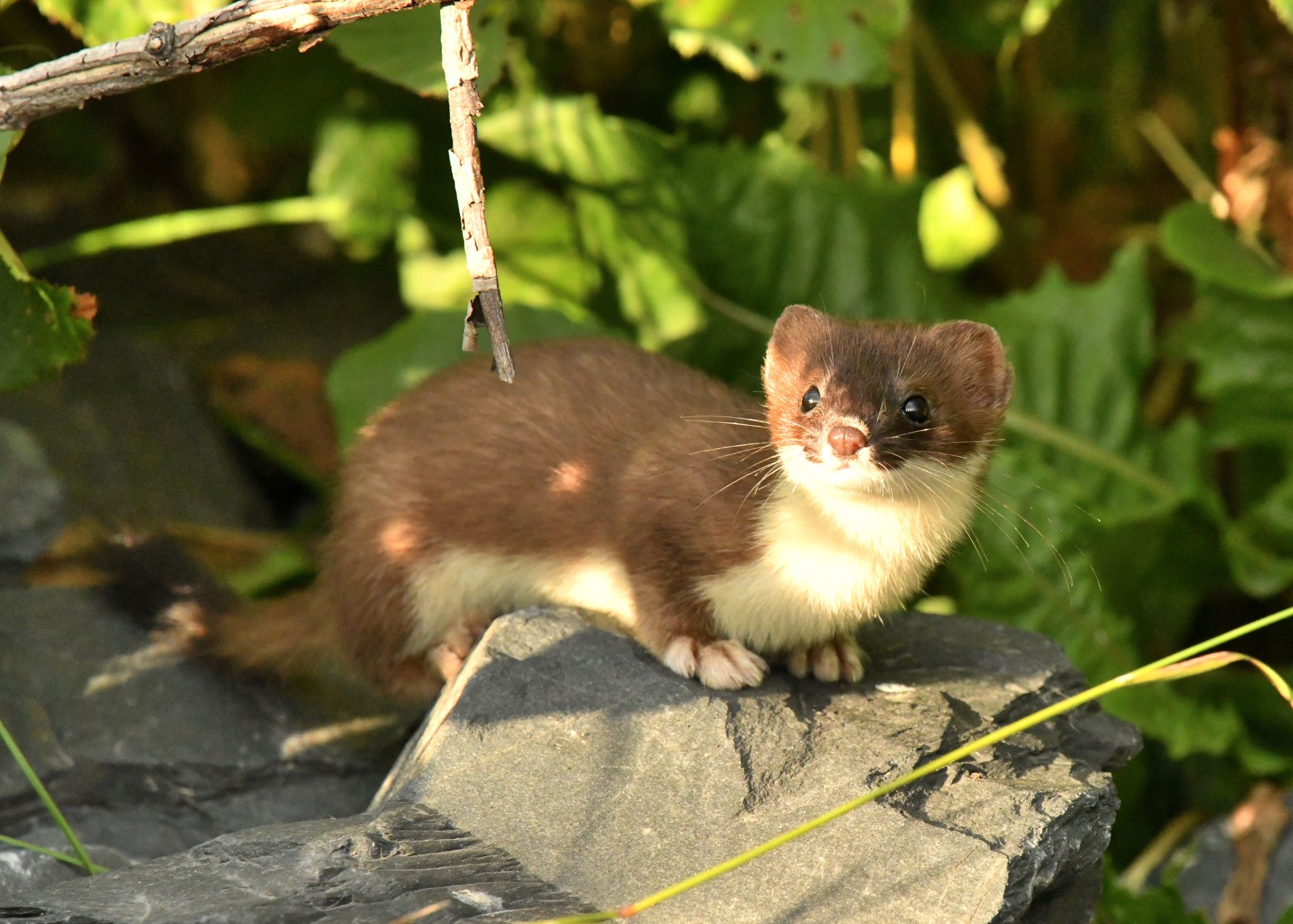 Ermine (Short-tailed weasel)