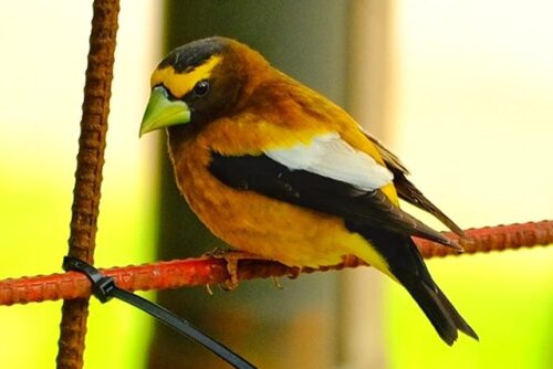 Evening Grosbeak