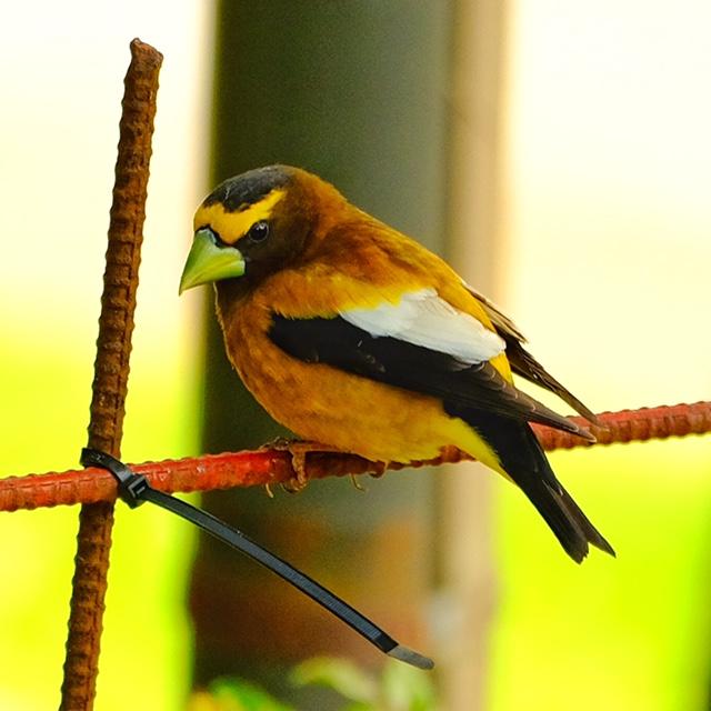 Evening Grosbeak