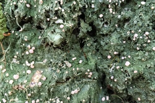 Fairy Barf Lichen