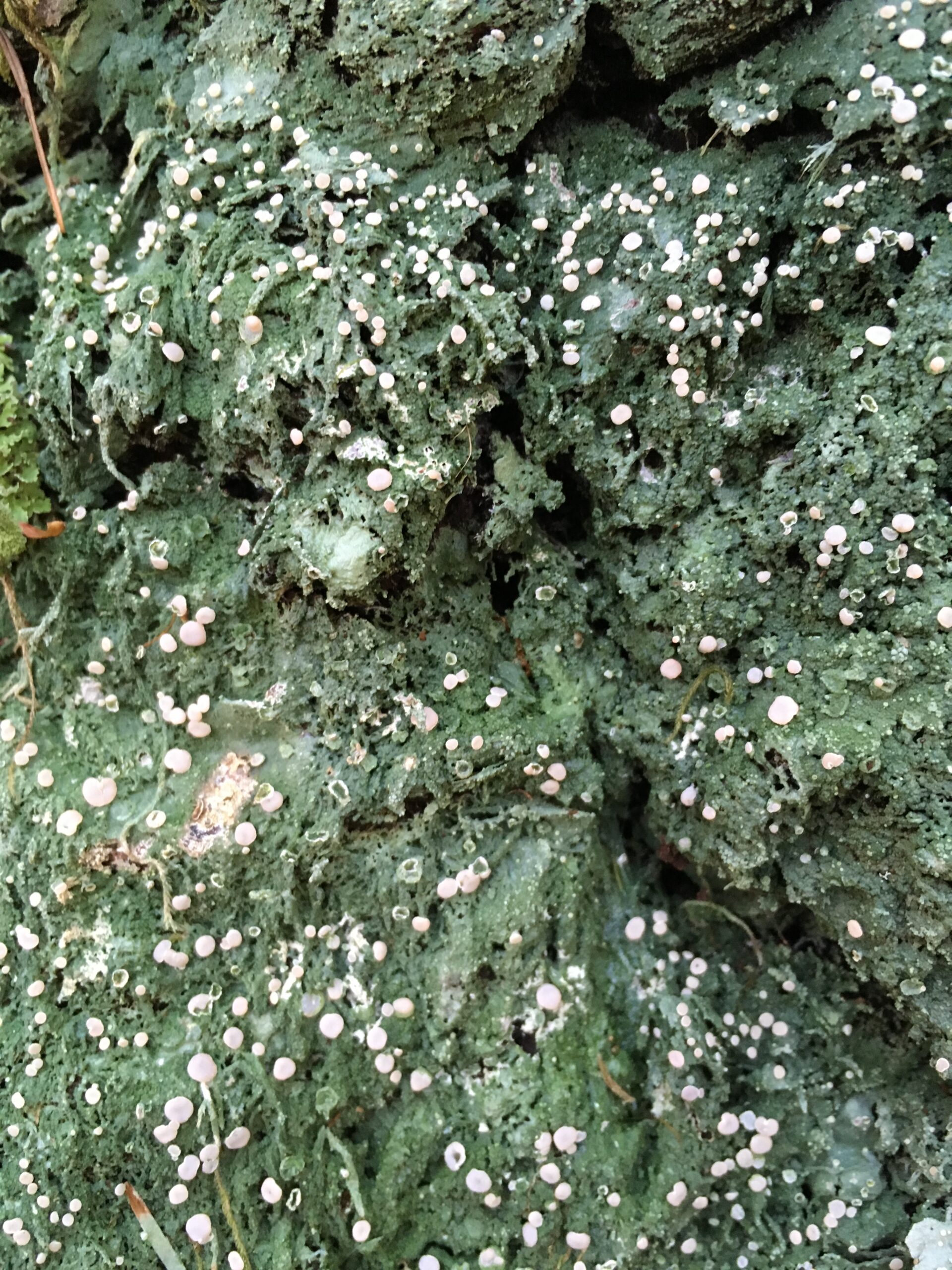 Fairy Barf Lichen Fairy Barf Lichen