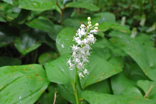 False Lily of the Valley False Lily of the Valley