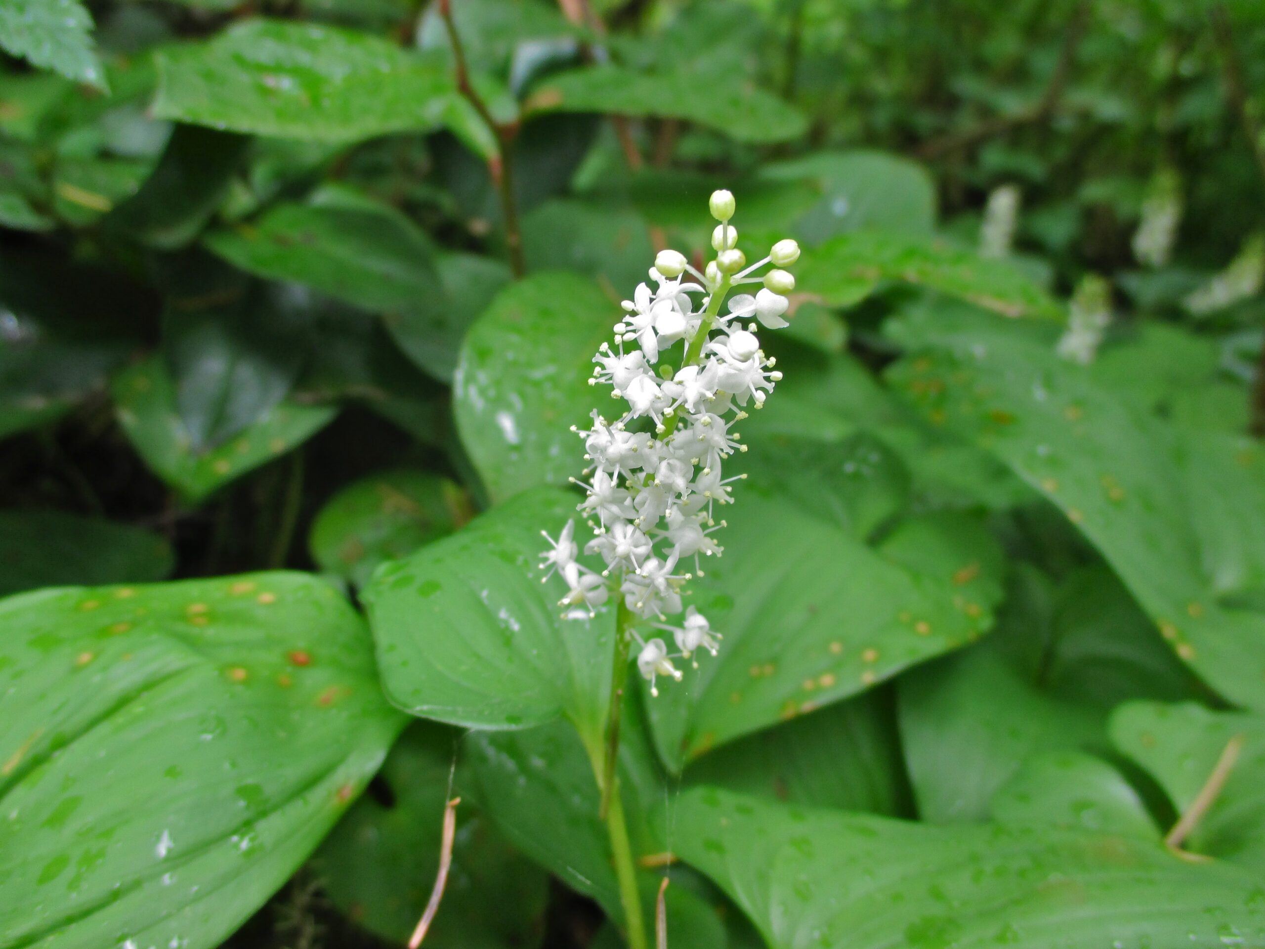 False Lily of the Valley