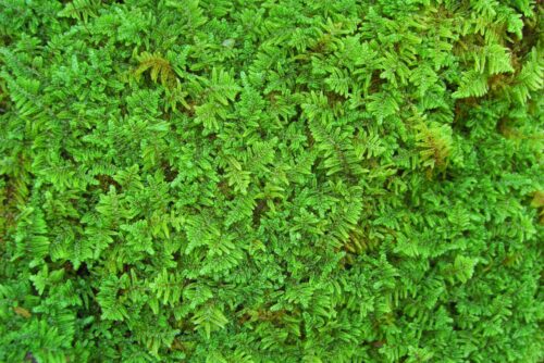 Feather Moss