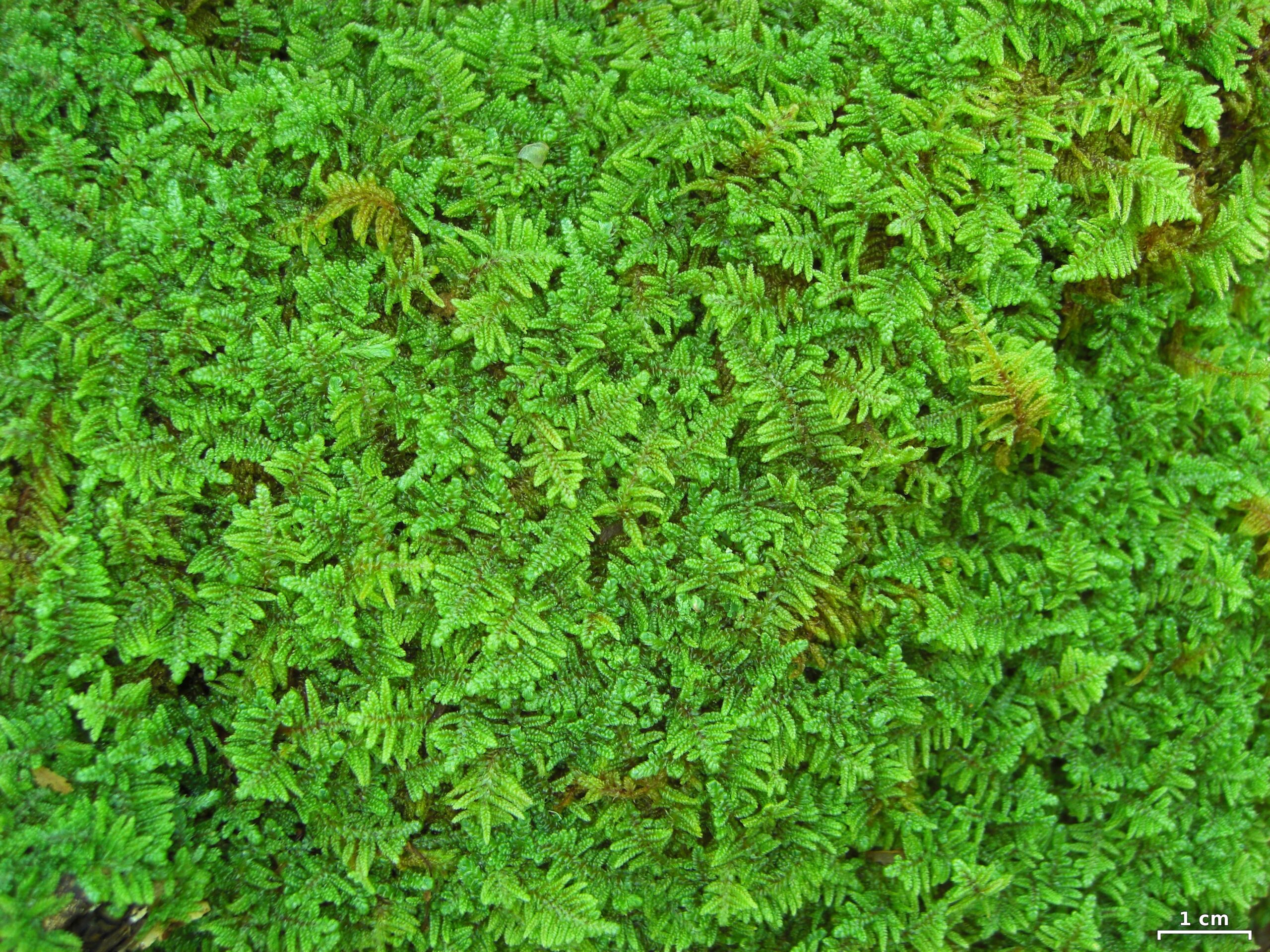 Feather Moss
