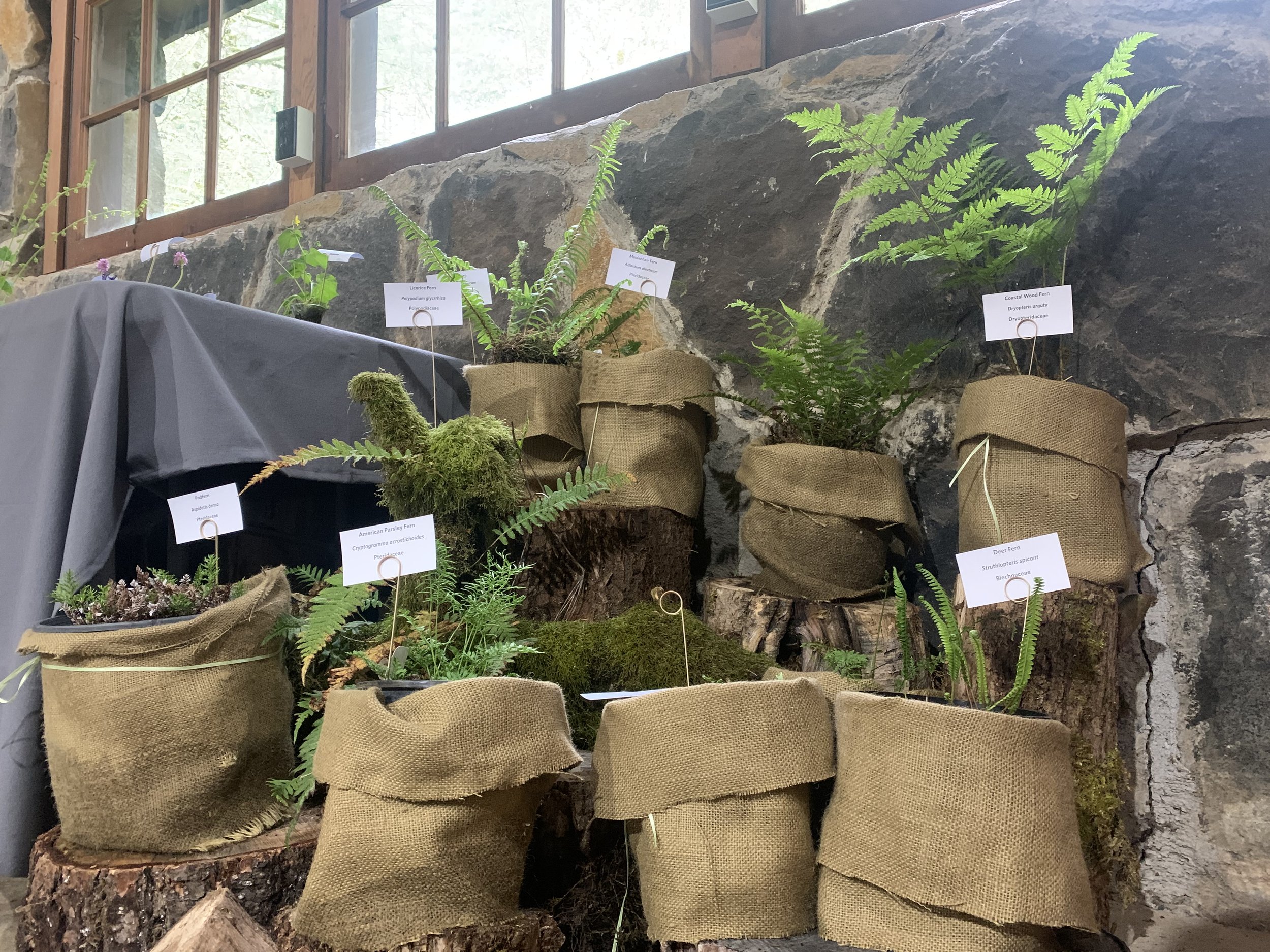 Ferns.jpg