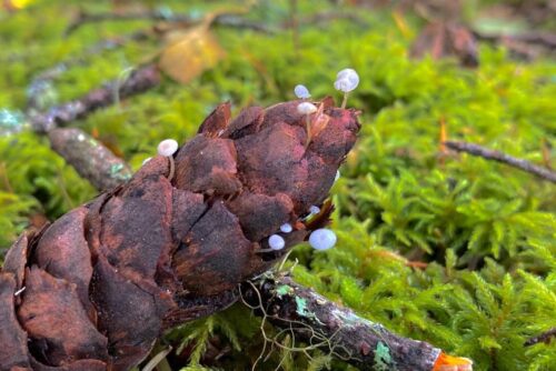 Fir Cone Mushroom