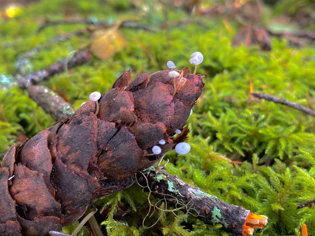 Fir Cone Mushroom