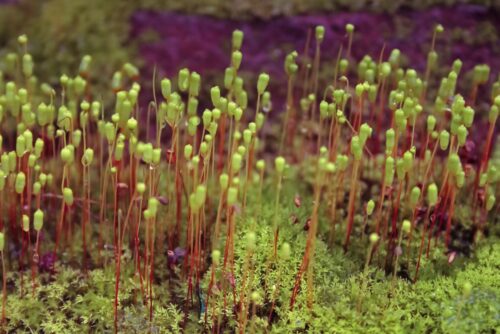 Fire Moss