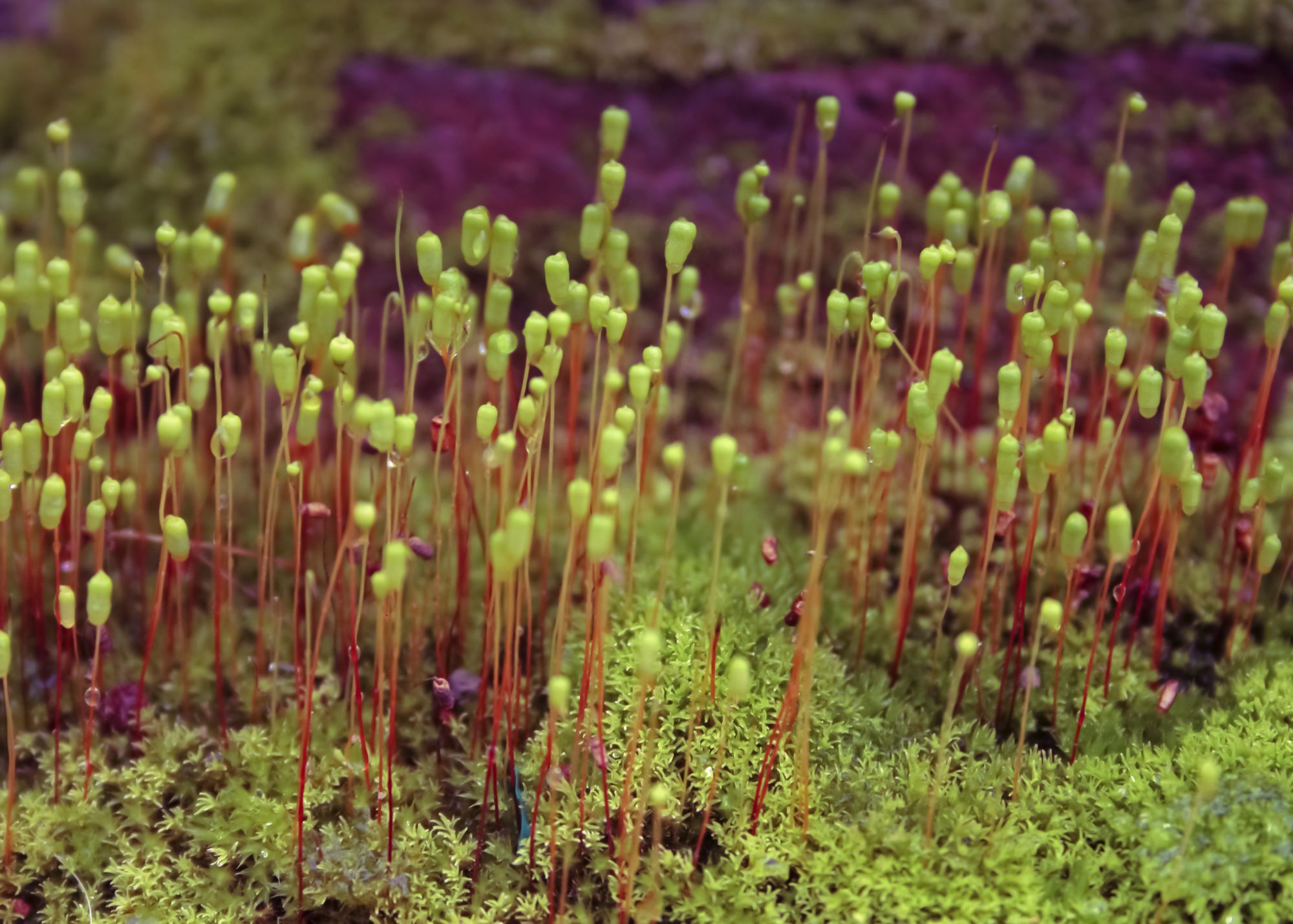 Fire Moss