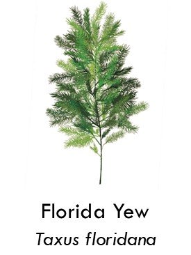 Florida yew
