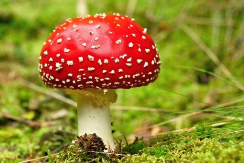 Fly Agaric