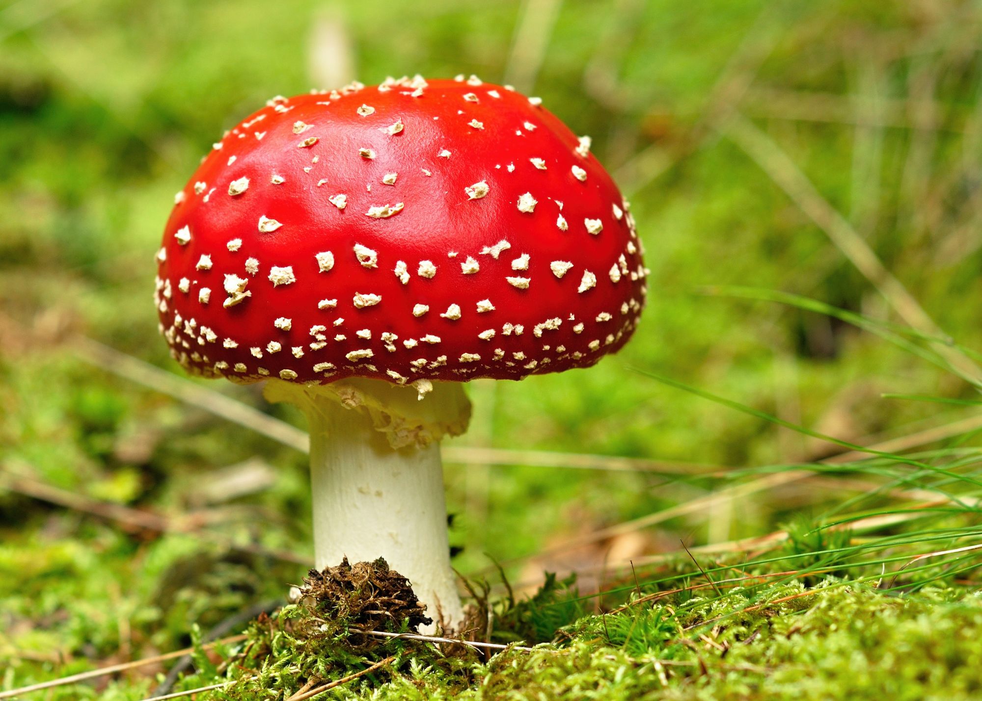 Fly Agaric