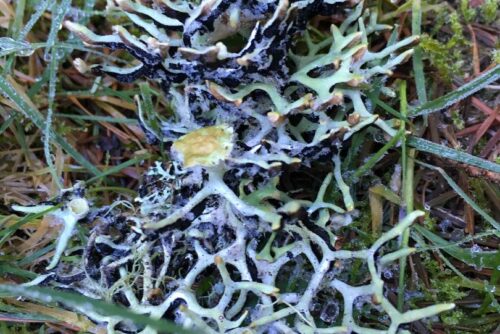 Forked Bone Lichen