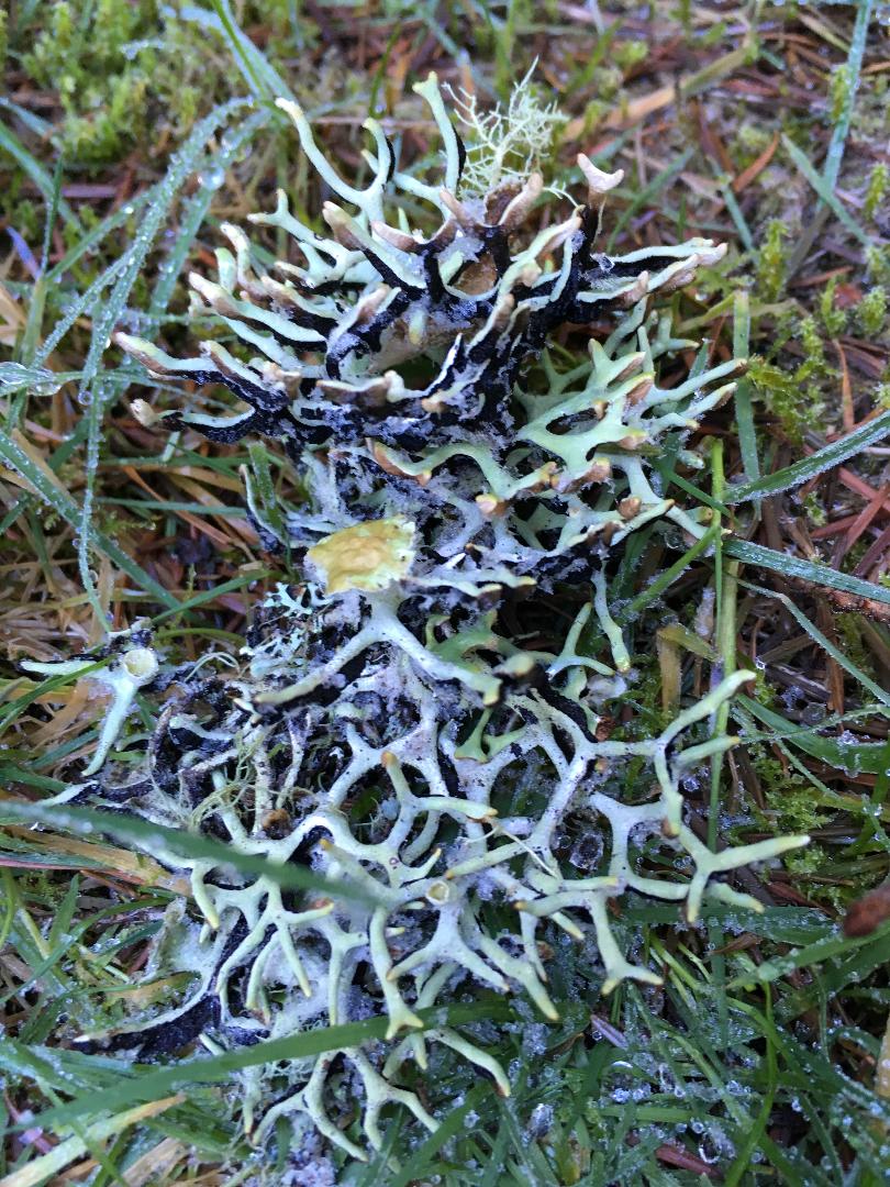 Forked Bone Lichen Forked Bone Lichen