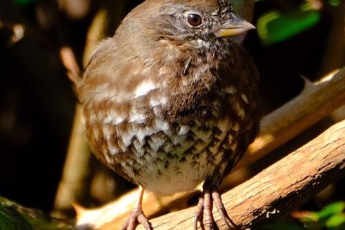 Fox Sparrow