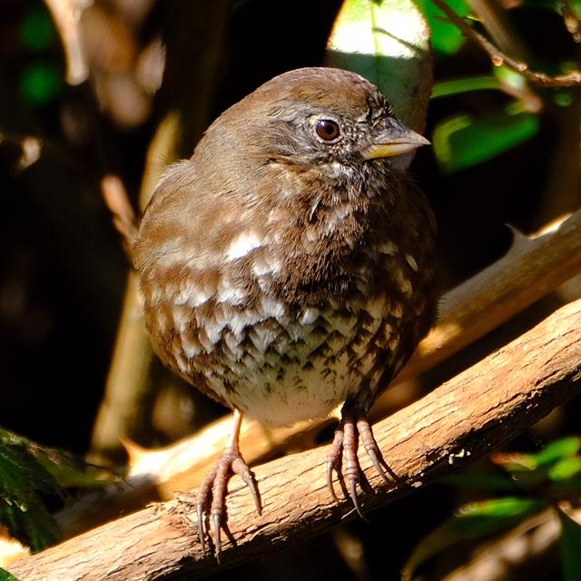 Fox Sparrow