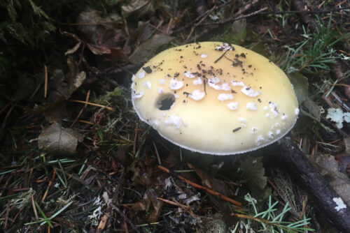 Gemmed Amanita