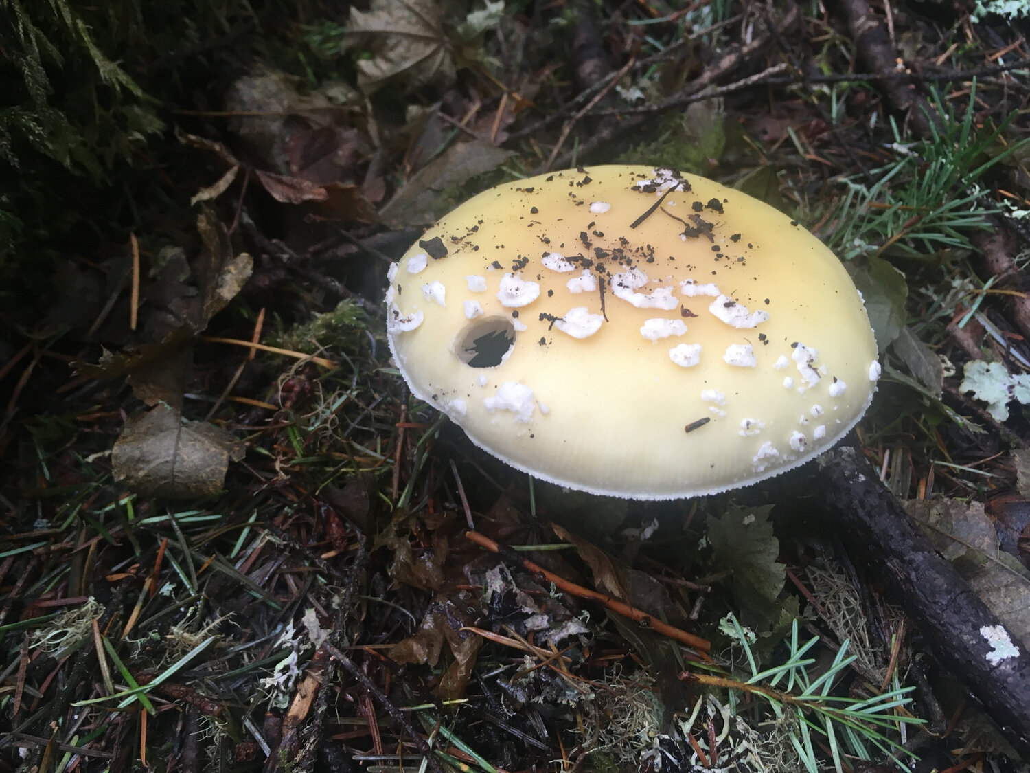 Gemmed Amanita