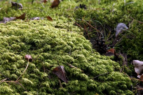 Glittering Wood Moss