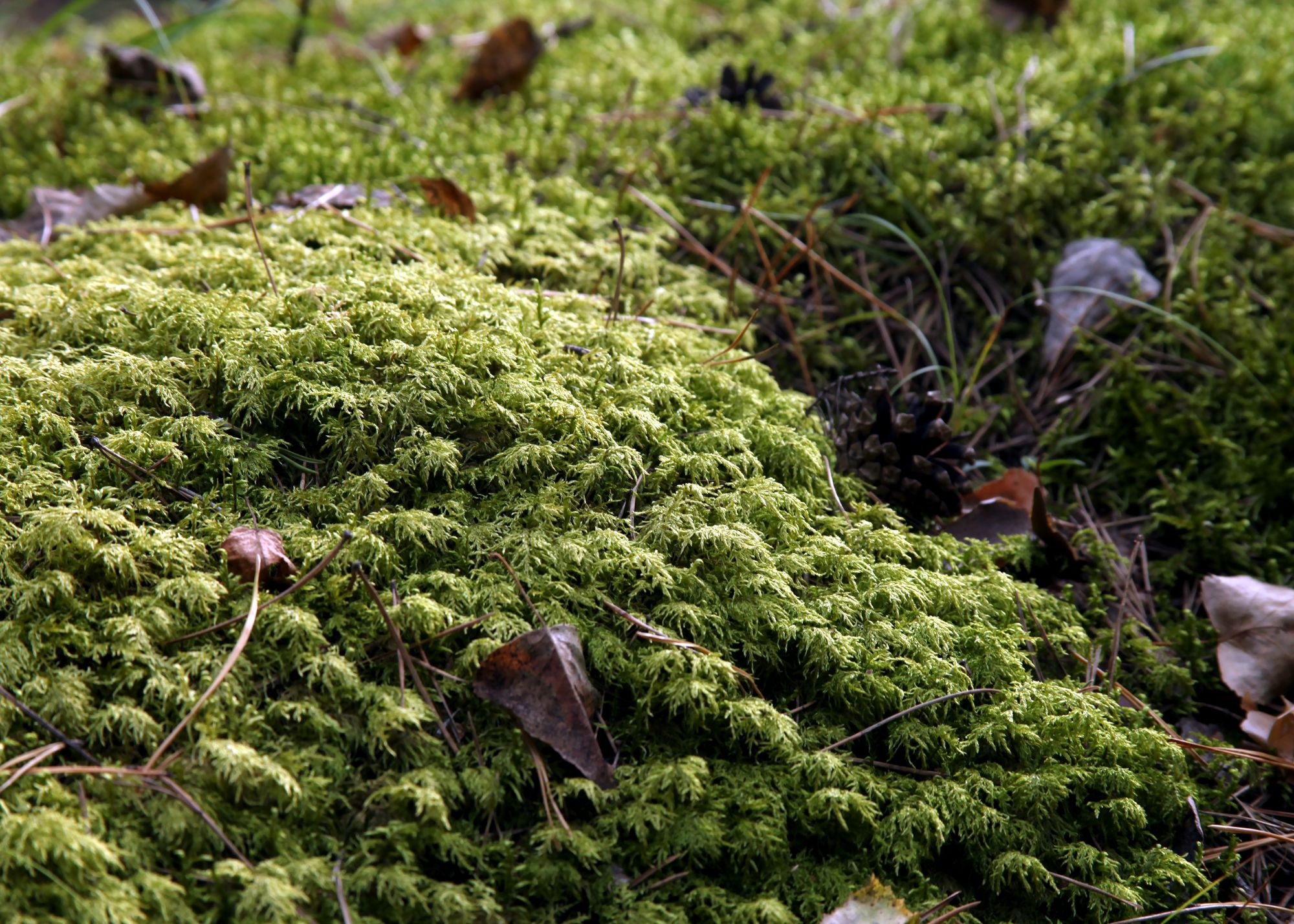 Glittering Wood Moss Glittering Wood Moss