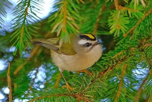 Golden-Crowned Kinglet