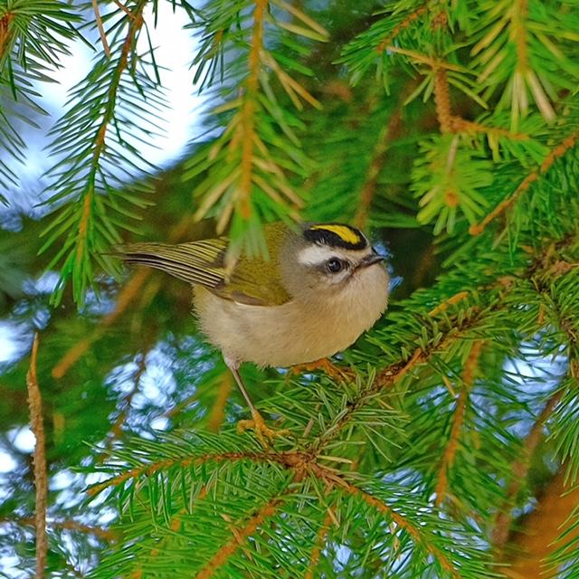 Golden-Crowned Kinglet