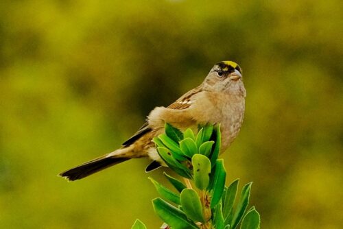 Golden-Crowned Sparrow