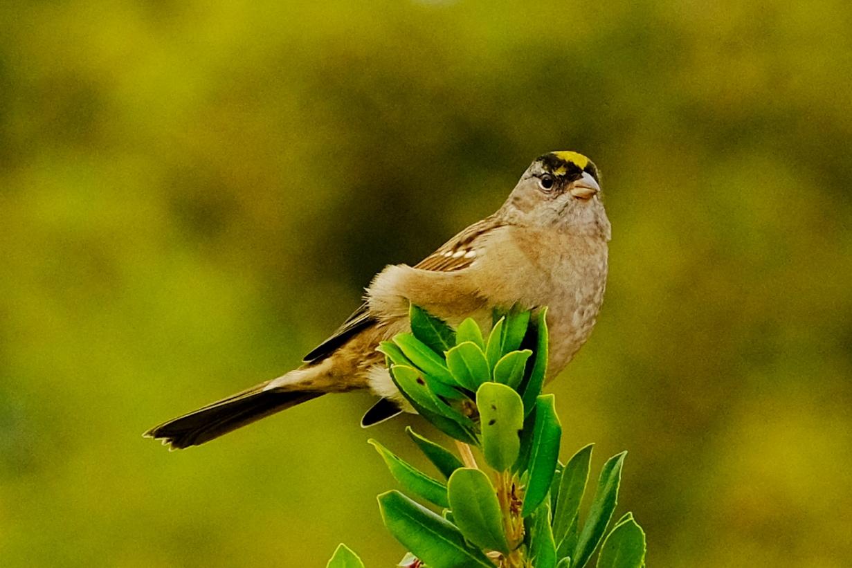 Golden-Crowned Sparrow Golden-Crowned Sparrow