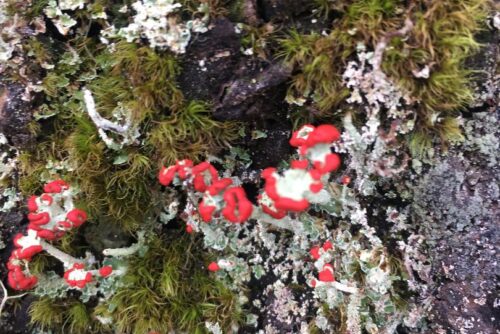 Graduated Cup Lichen