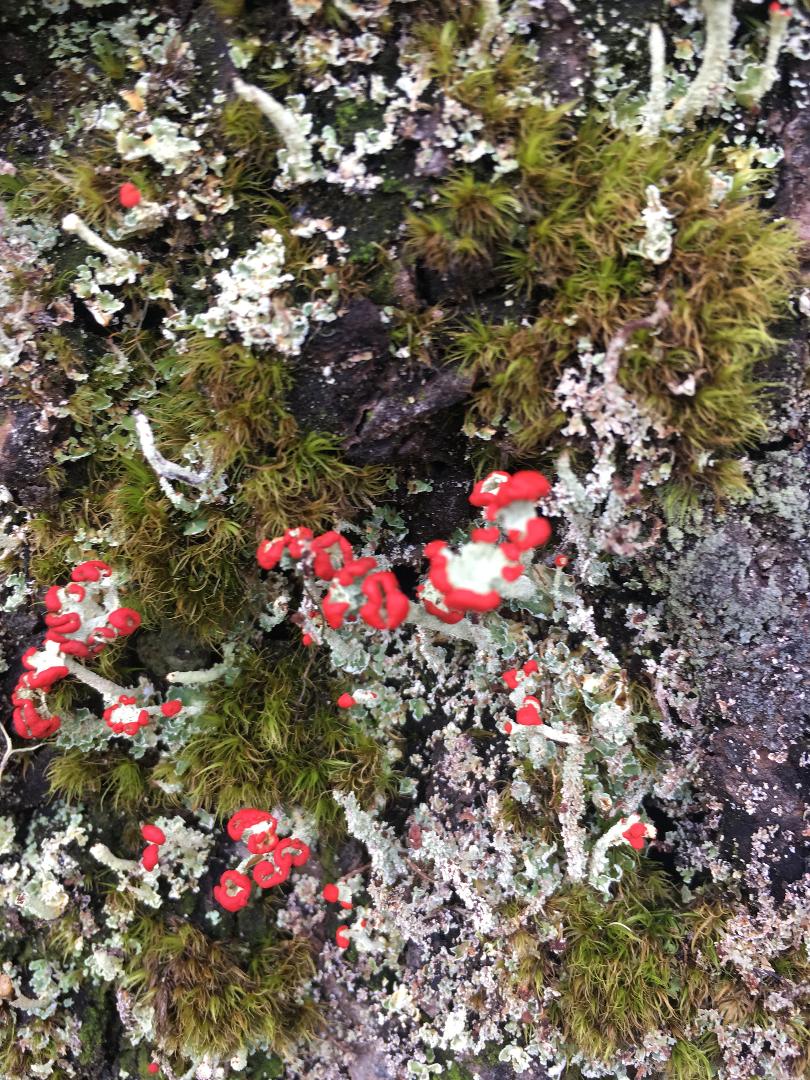 Graduated Cup Lichen Graduated Cup Lichen