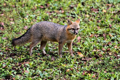 Gray Fox