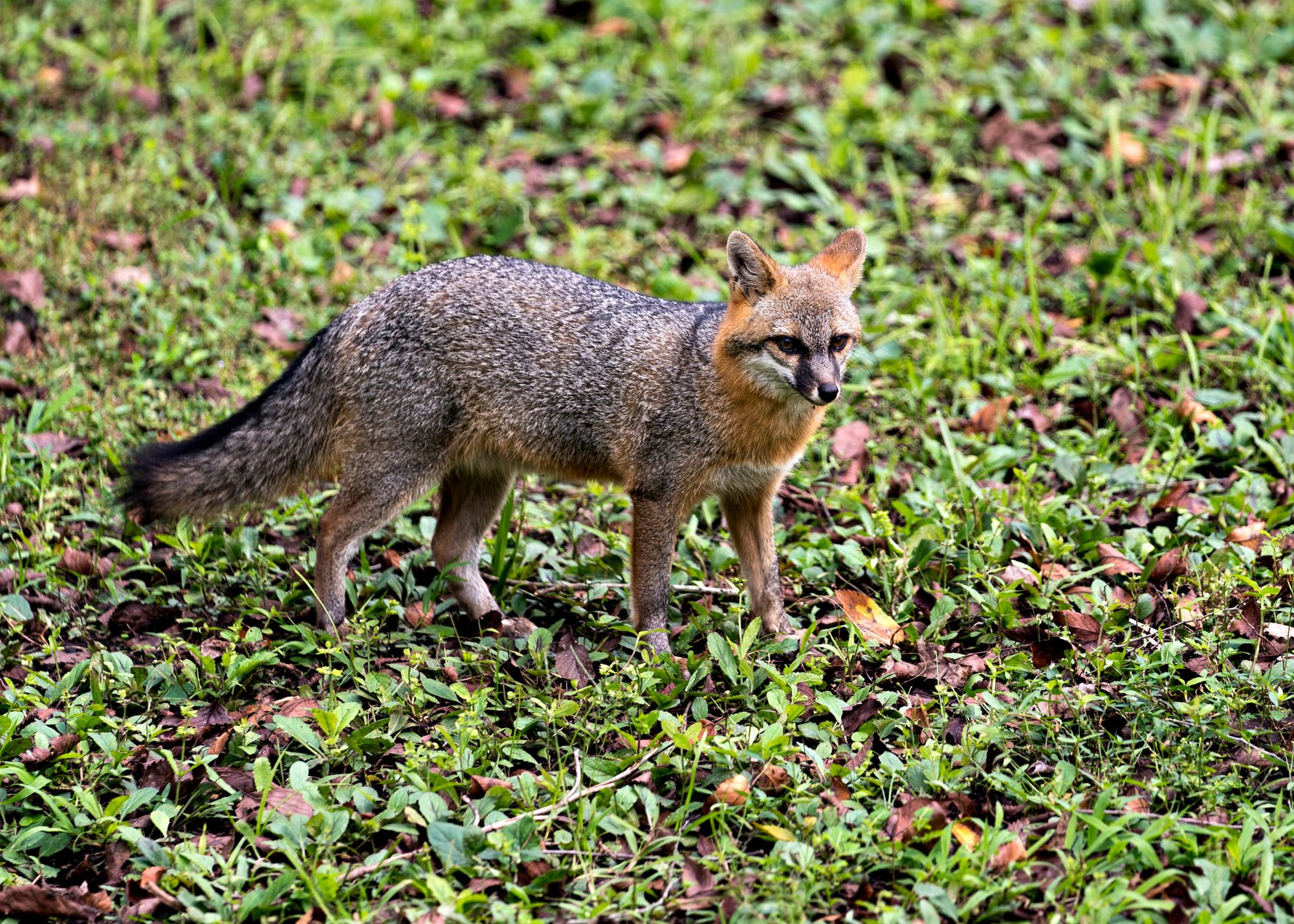 Gray Fox