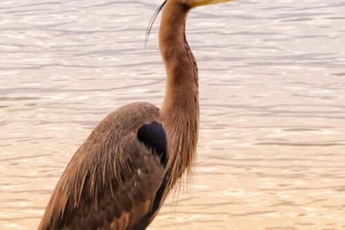 Great Blue Heron